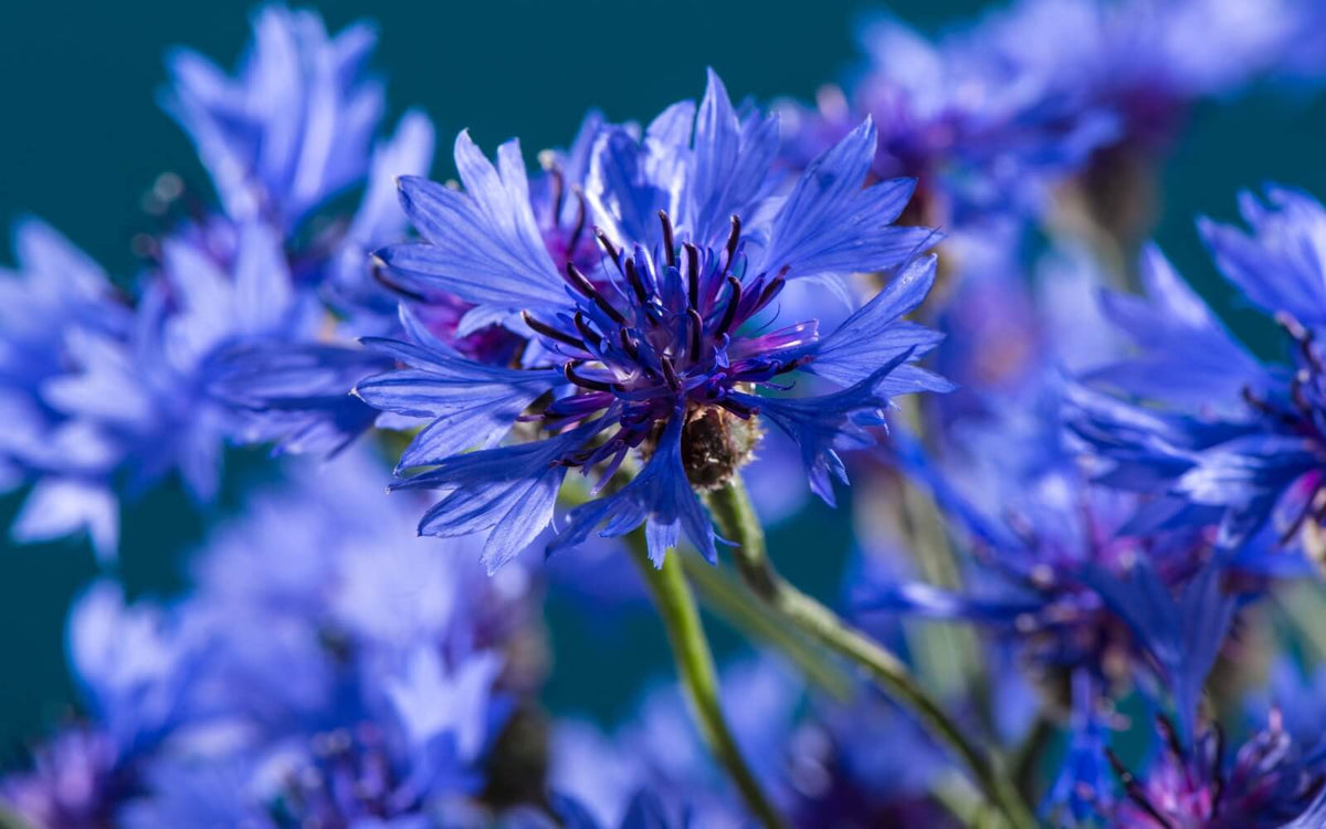 El Secreto del Aciano: La Flor Ancestral que Transforma tu Mirada, tu Piel y tus Canas